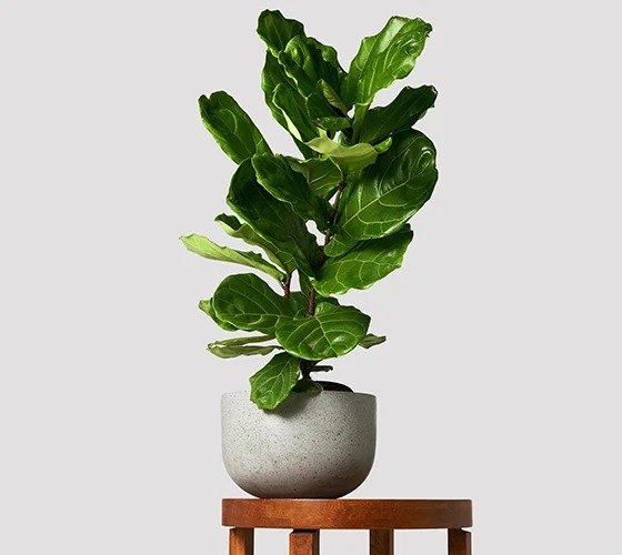 Fiddle Leaf Fig Plant